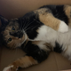 Image for article titled The Cats Of Kotaku